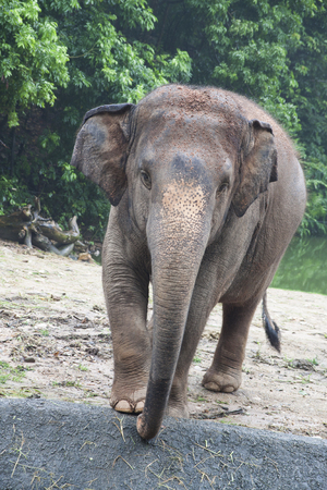 Big and strong Thai elephant の写真素材