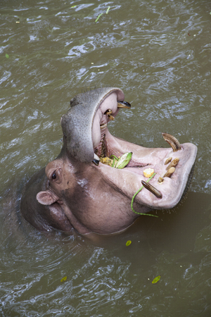 Hippopotamus opens his mouth waiting for food from touristsの写真素材