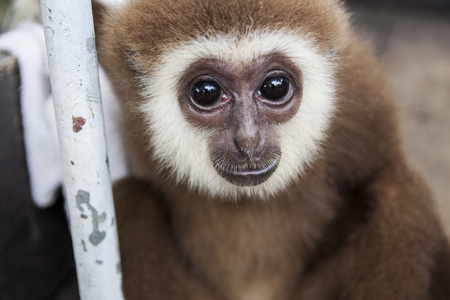 Baby monkey with sad eyes since was hurt and left by his motherの写真素材