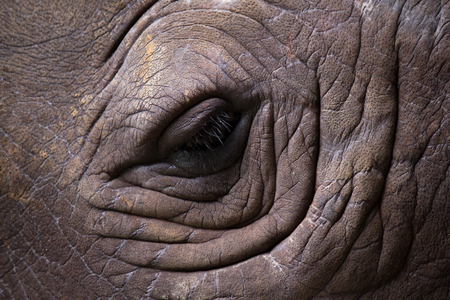 Rhino eye, closeupの写真素材