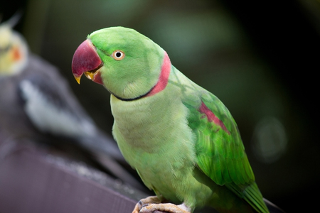 Beautiful green parrotの写真素材