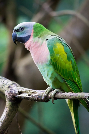Beautiful  and colorful parrotの写真素材