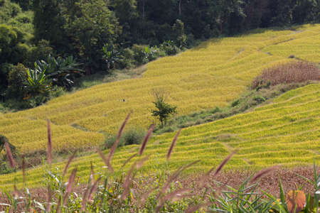 Rice field terrace in Chiangmaiの写真素材