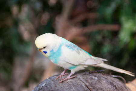 White and blue colored Budgerigaの写真素材