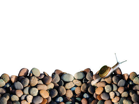 Snail crawling on the stone の写真素材