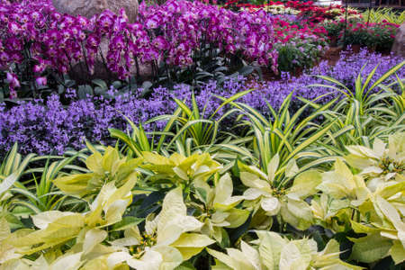 Colorful flowers and leaves backgroundの写真素材