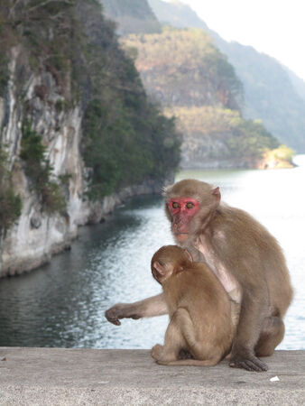 Mother and baby monkey sitting on the rim of water reservior の写真素材