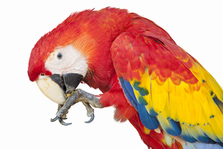 Colorful macaw isolated の写真素材