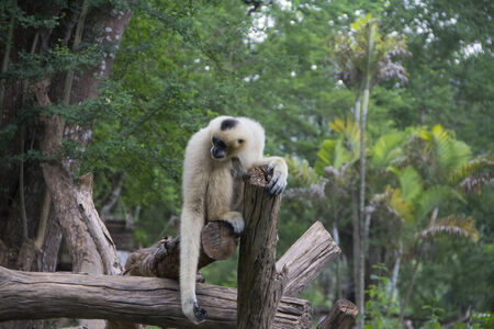 White gibbon sitting on the branch, waiting for his friend 