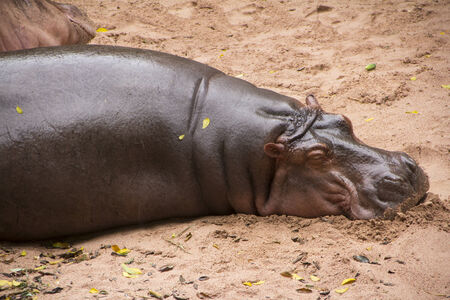 Hippopotamus sleeping on the sandの写真素材