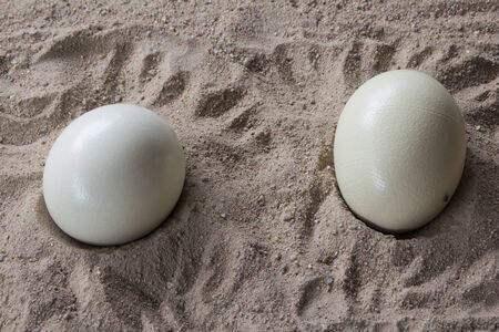 Two ostrich eggs on the sand