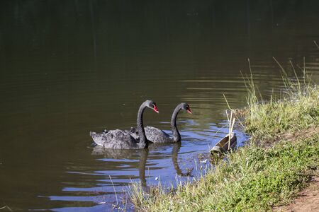Couple of black swans in the lakeの写真素材