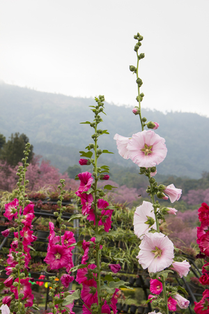 Long stalk pink flowers in the gardenの写真素材