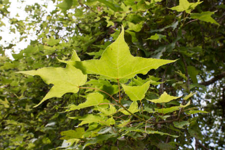 Green leaves in the sunlight