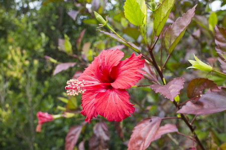 Red Chinese rose, Hibiscus rosa sinensisの写真素材