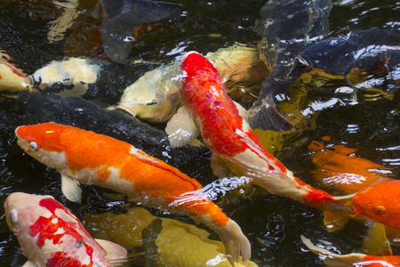 Colorful carp fish in the pondの写真素材