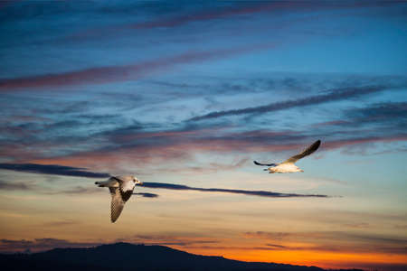 Birds flying back home in the twilight timeの写真素材