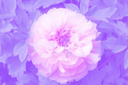 Pink peony flower of China, gradient colorの写真素材