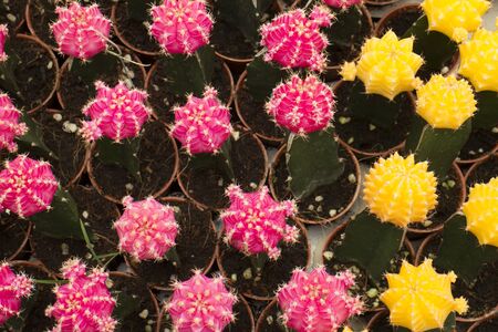 Bright color of Cactus flower, backgroundの写真素材