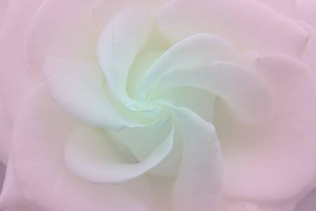Blurred pink blue color background of roseの写真素材