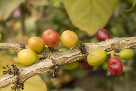 Fresh coffee beans on thの写真素材