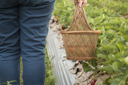 Back side of woman holding  basket for picking strawberriesの写真素材