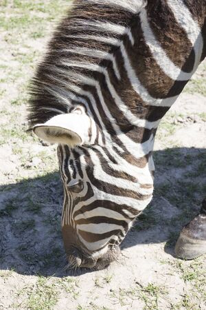 Zebra eating grass in the parkの写真素材