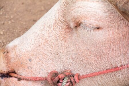 Sleeping white Thai buffalo, closeupの写真素材