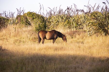 Brown horse eating grass in the sunlightの写真素材