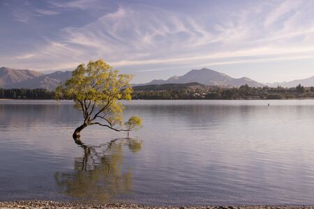 Famous lonely Willow tree in Lake Wanaka, Wanaka, South island, New Zealandの写真素材