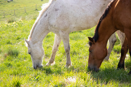 Horses grazing in the meadow of Juta villageの写真素材