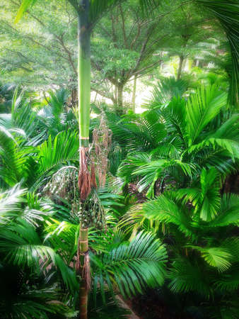 Palm tree Forest の素材