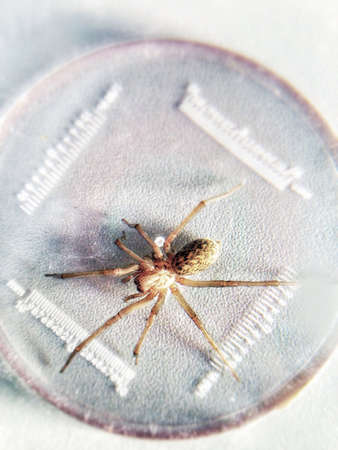 Spider in Labor 