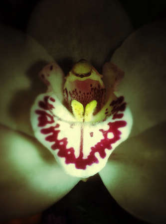 Orchideの素材