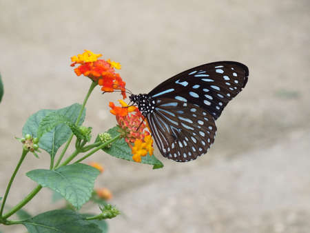 Black and blue butterfly on an orange flowerの写真素材