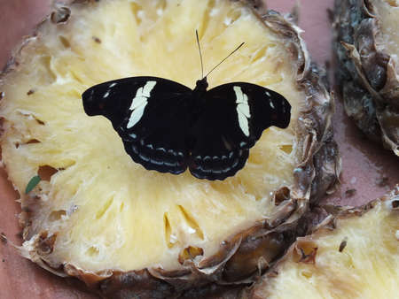 Black and white butterfly eating its lunch