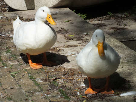 two geese on a sunny dayの写真素材