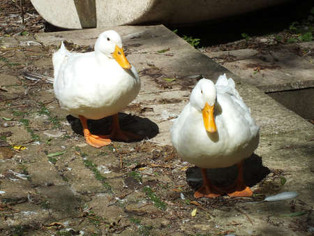 two geese at the side of a pondの写真素材