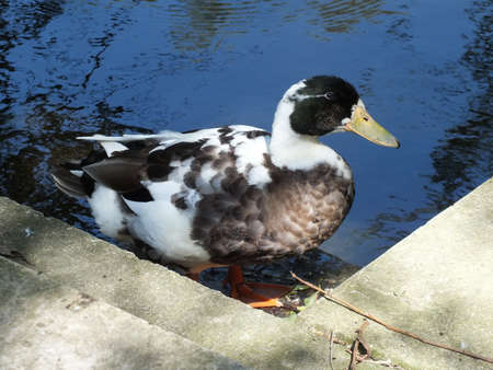 duck and a blue pondの写真素材