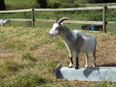 goat standing tallの写真素材