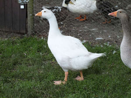 geese on a farmの写真素材