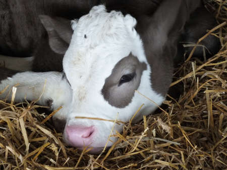 single cowの写真素材