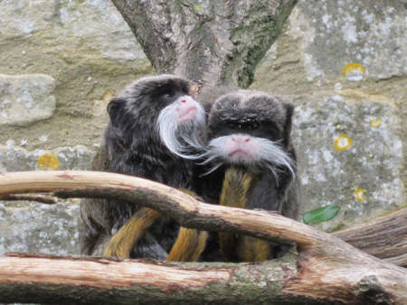 bearded monkeysの写真素材