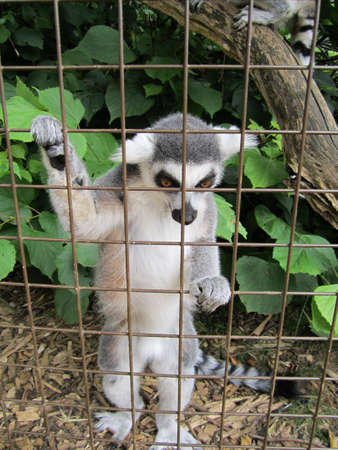 cute lemurの写真素材
