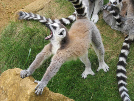 Laughing lemur