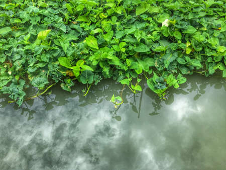 Nature riverside backgroundsの写真素材