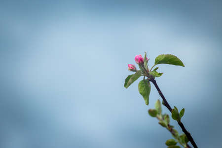 Pink flowers on a branch of a blossoming apple tree.