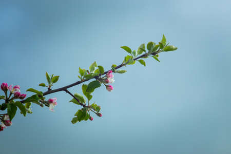 Pink flowers on a branch of a blossoming apple tree. High quality photoの写真素材