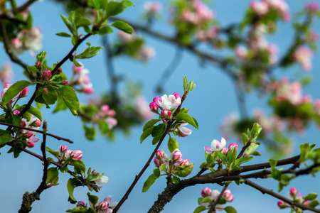 Pink flowers on a branch of a blossoming apple tree.の写真素材