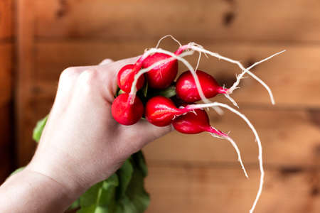 Radish in the hand. Red vegetable with green leaves on a background of a wooden wall.の写真素材